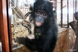 A bonobo smuggled into Armenia with a Guinea CITES permit