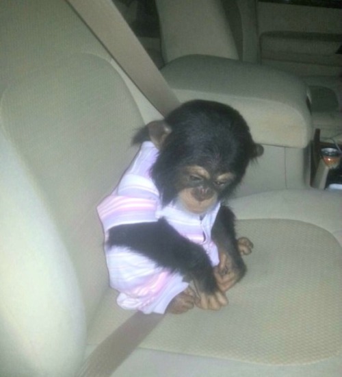 1Qatar seized chimp