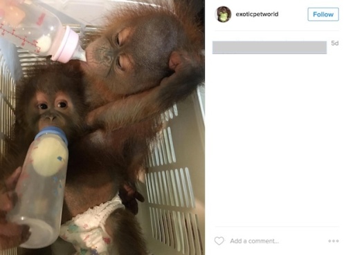 Exoticpetworld replaced exoticpet88. These are the two orangutans that were eventually seized in the Bangkok sting.