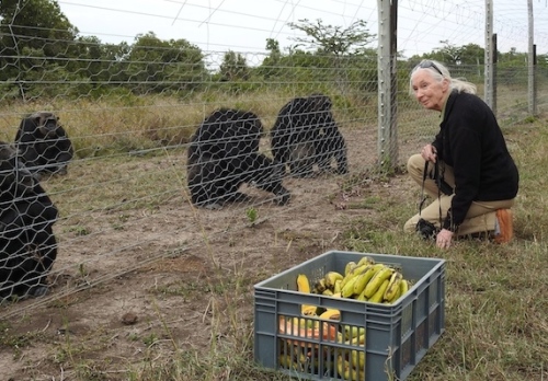 Jane Goodall is a good friend of Sweetwaters Chimpanzee Sanctuary. When Spencer Sekyar pleaded for help to free Manno, Jane immediately thought of Sweetwaters. (Photo: PEGAS)