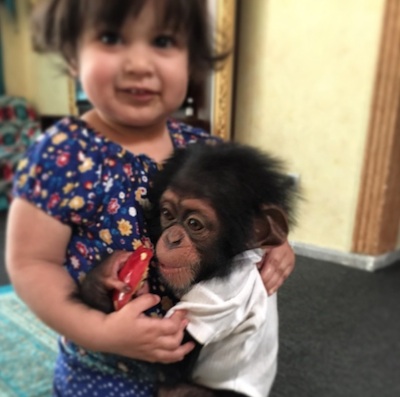 Children increasingly are driving the great ape pet trade
