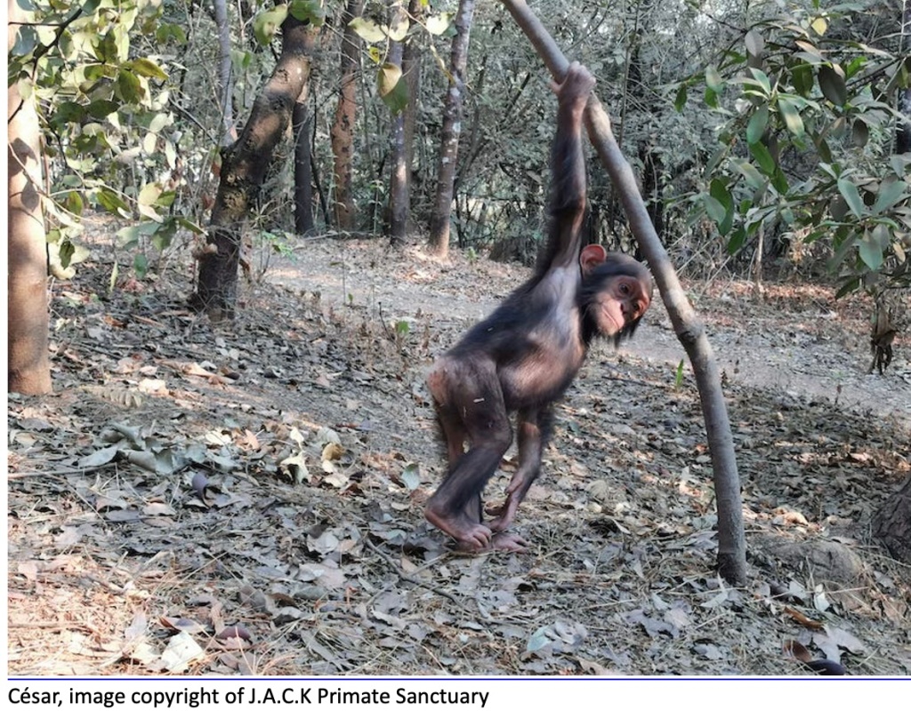 News | Project End to (PEGAS) Slavery Great Ape